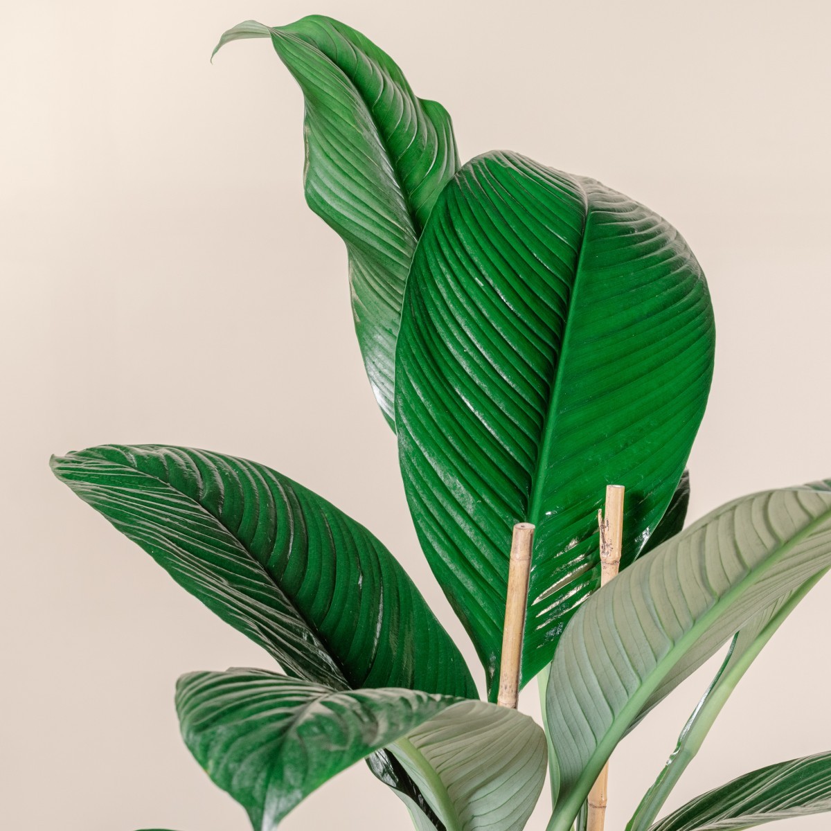 Spathiphyllum 'Sensation'