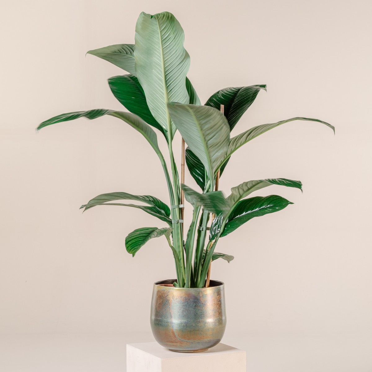 Spathiphyllum 'Sensation'