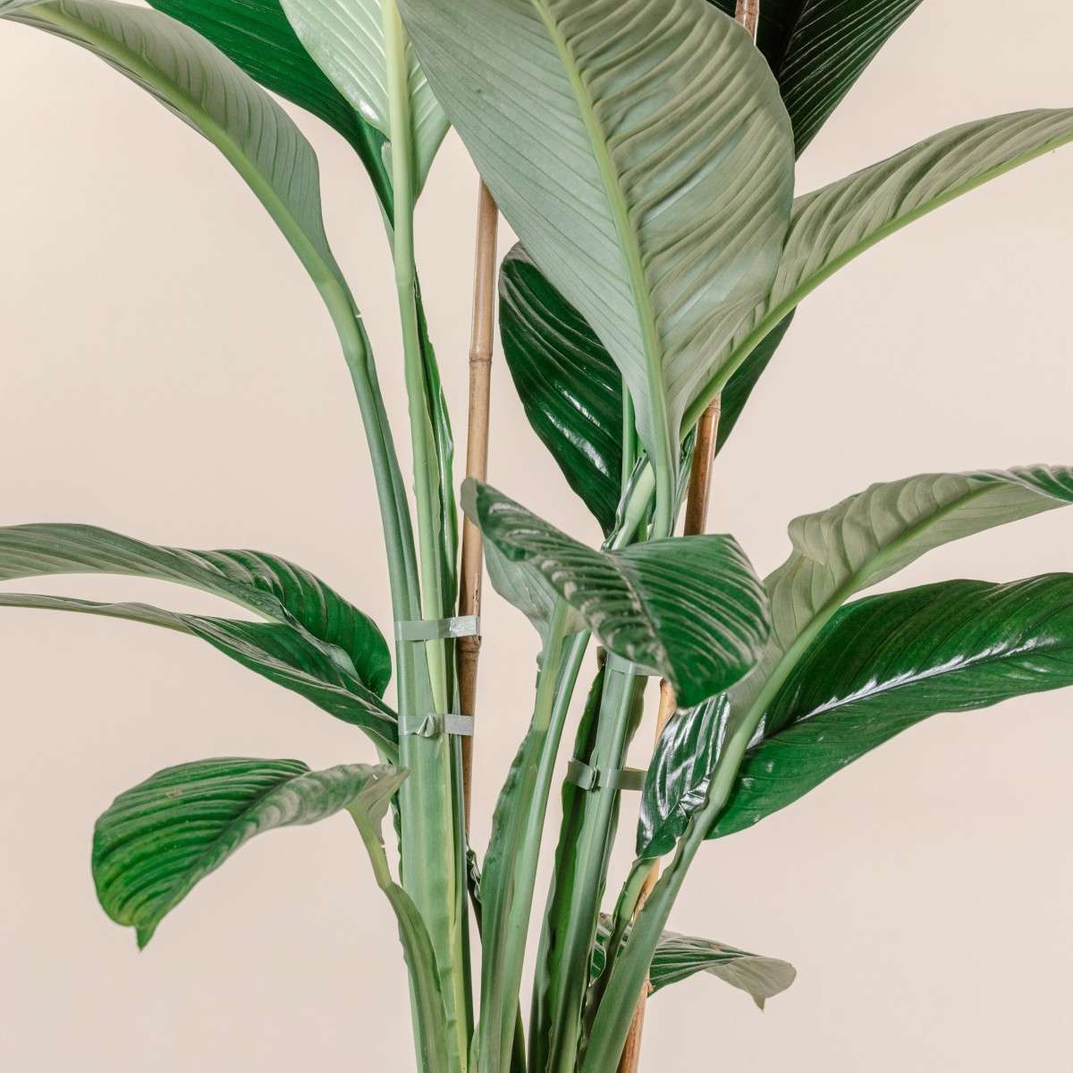 Spathiphyllum 'Sensation'