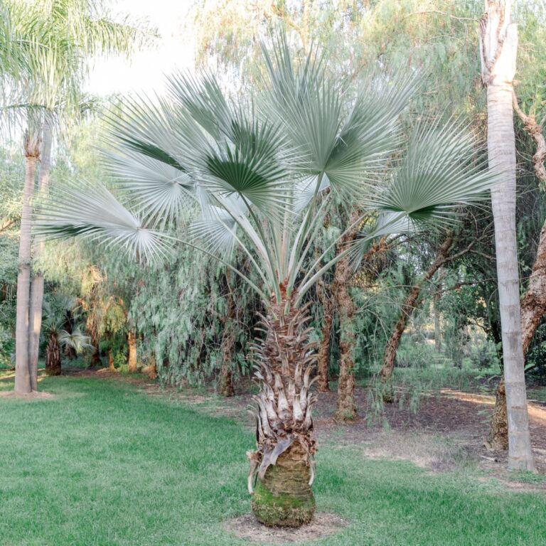 Palm Perfection 101 How to look after your garden palm trees The Palm Centre