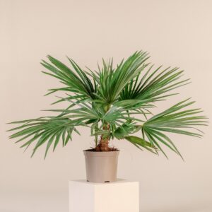 Trithrinax acanthacoma