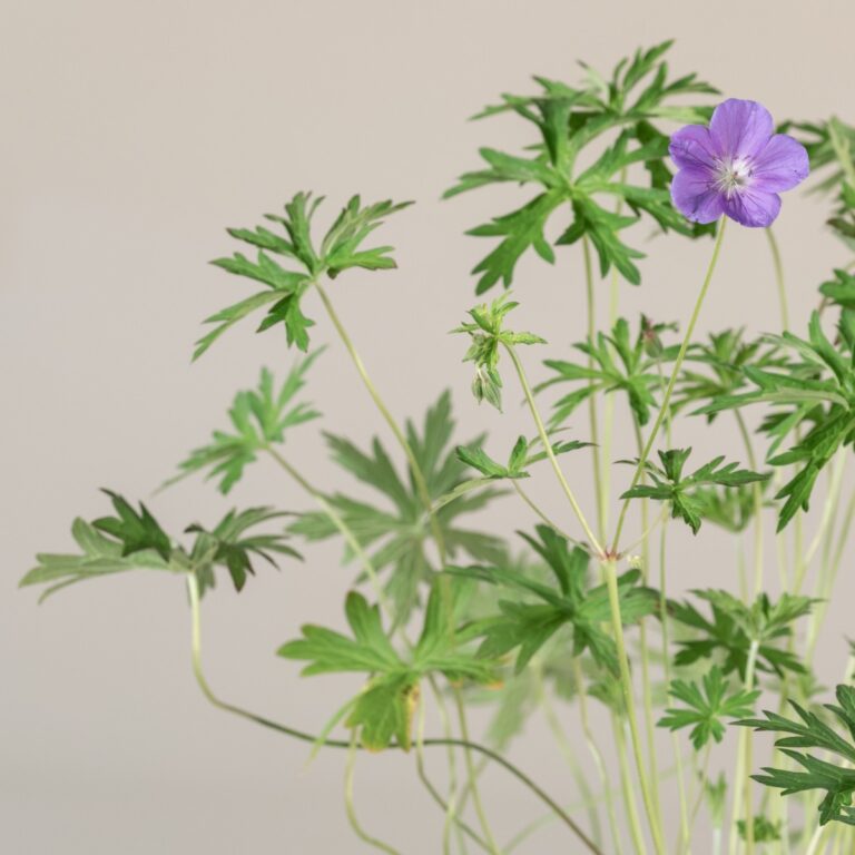 Geranium 'Johnsons Blue'