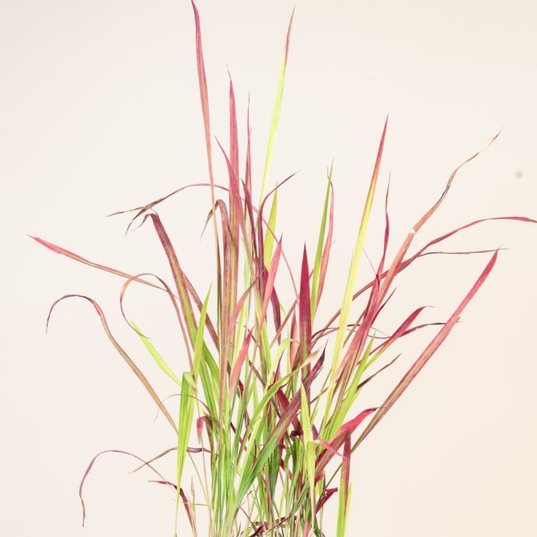 Imperata cylindrica 'Red Baron'