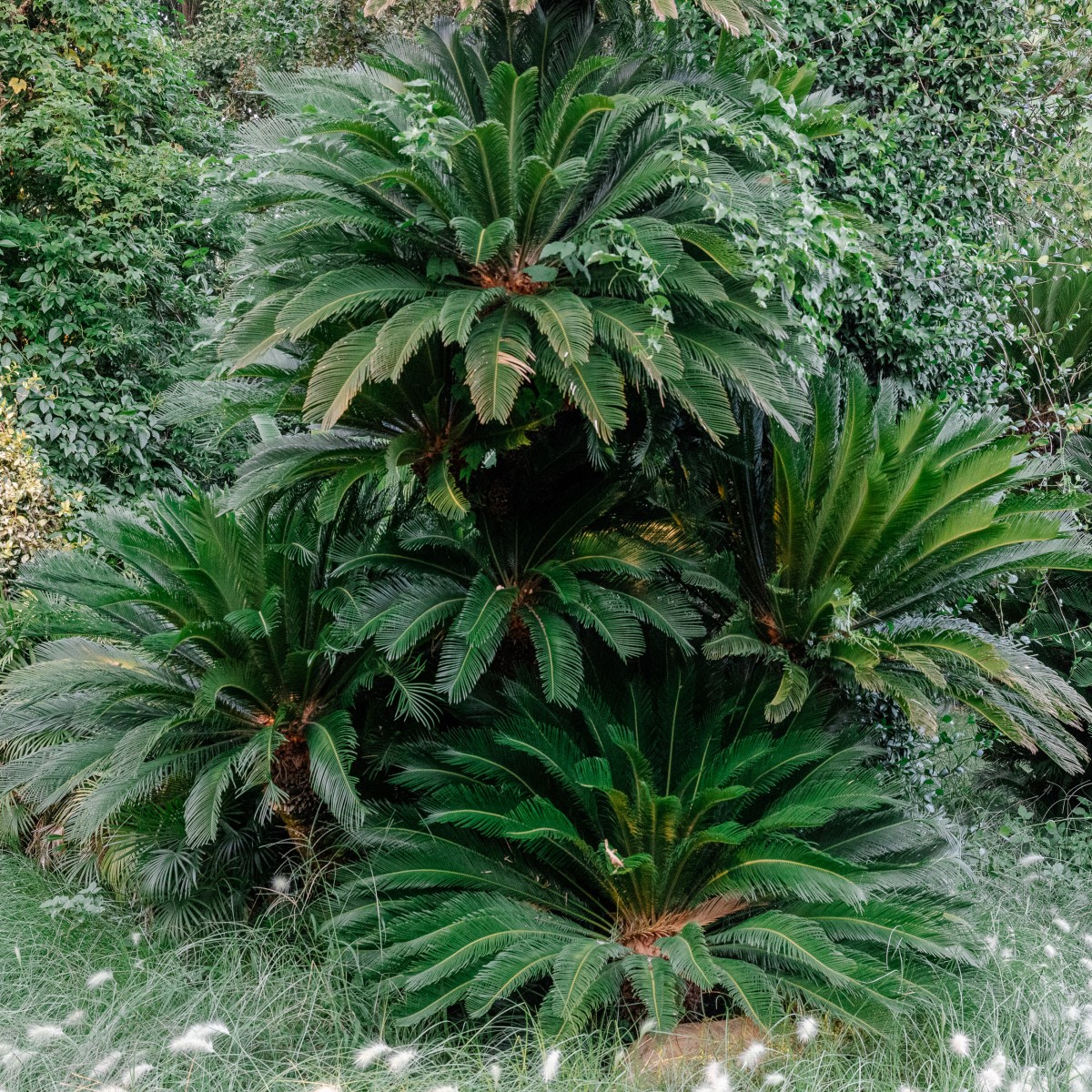 Cycas revoluta