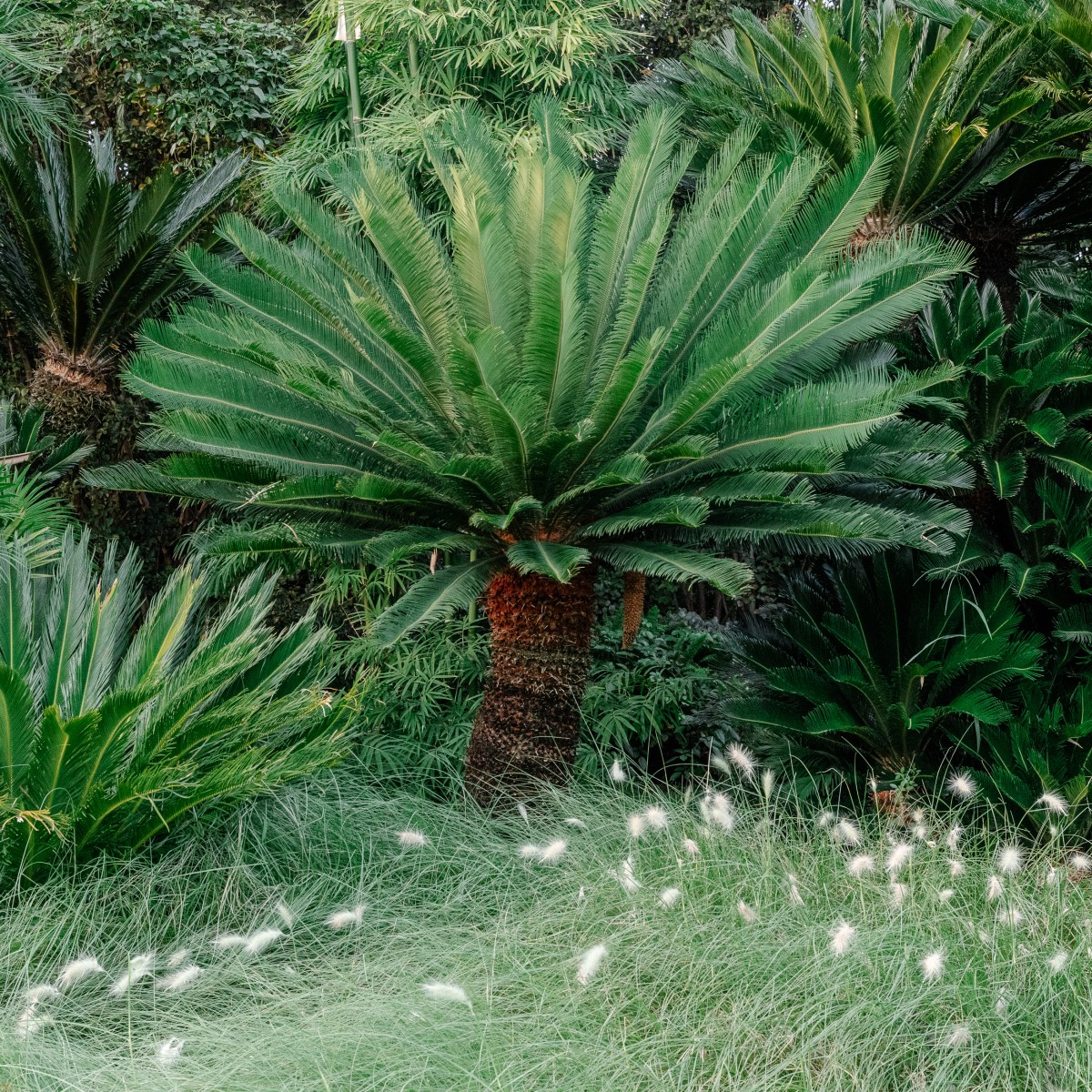 Cycas revoluta