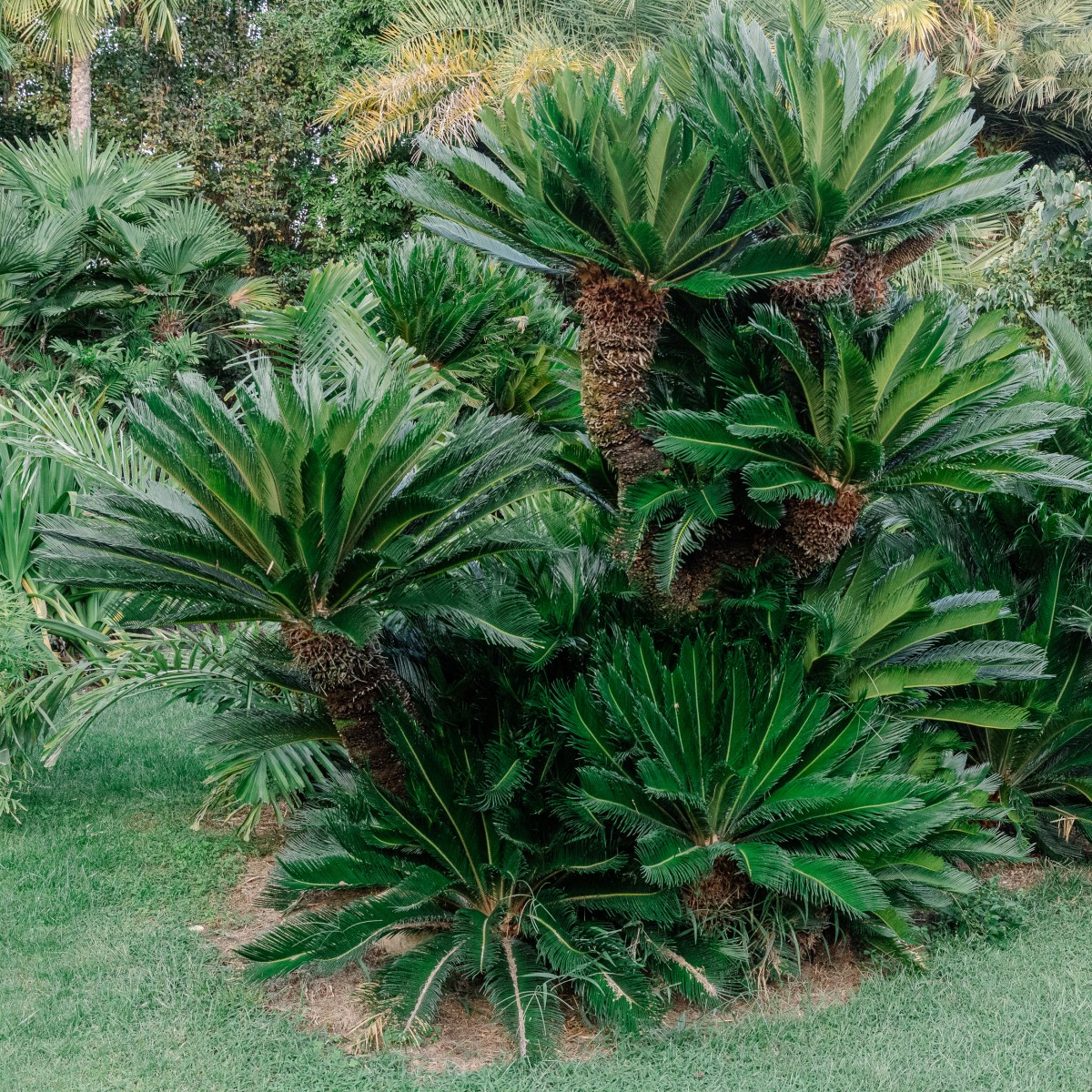 Cycas revoluta