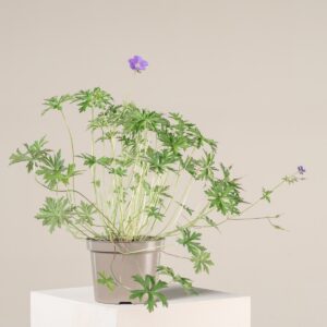 Geranium 'Johnsons Blue'