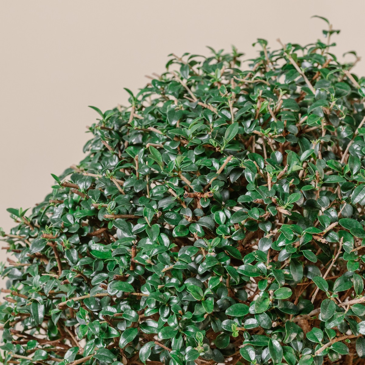 Ligustrum ionandrum - topiary ball