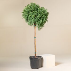 Cryptomeria japonica 'Globosa Nana'