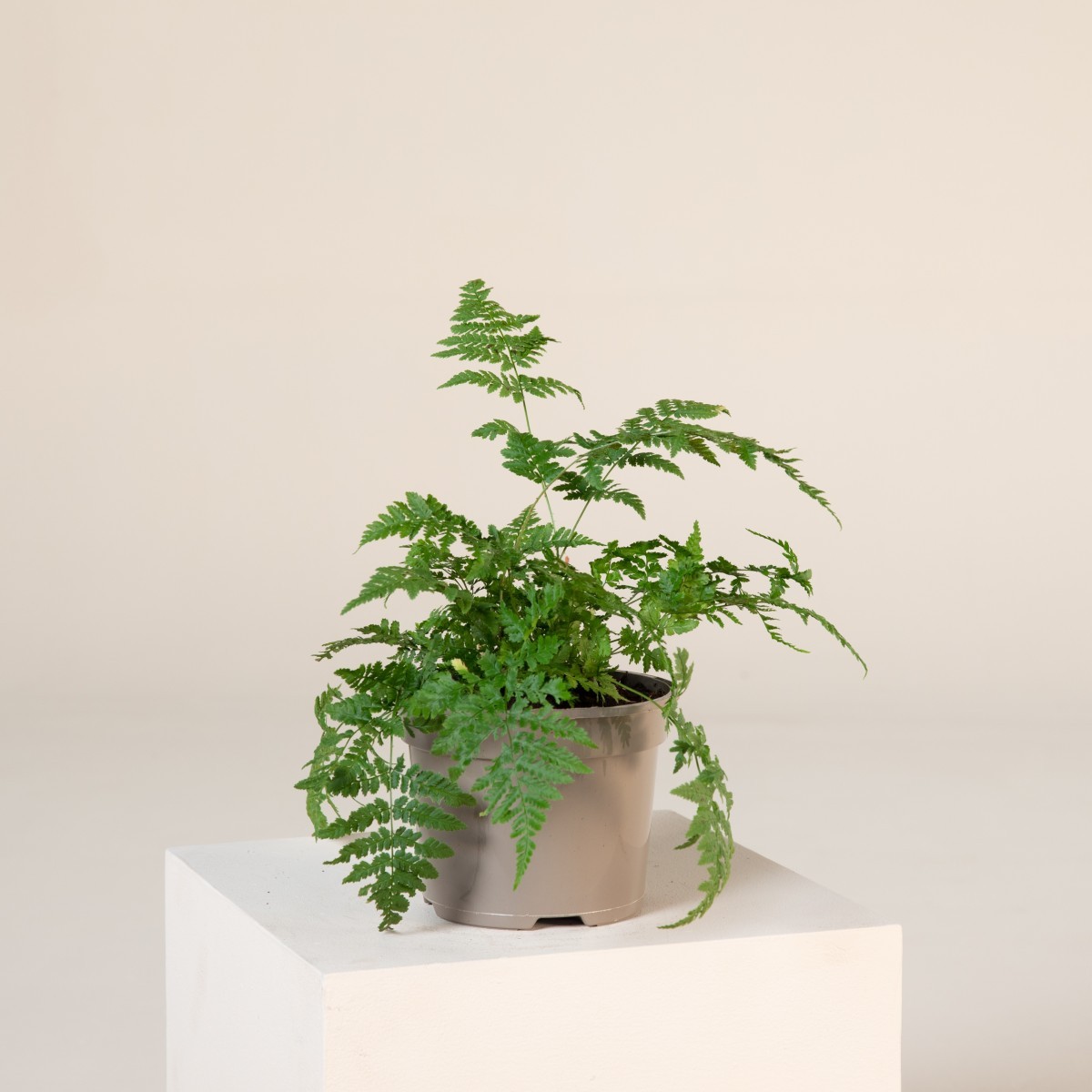 Dryopteris austriaca (dilatata)