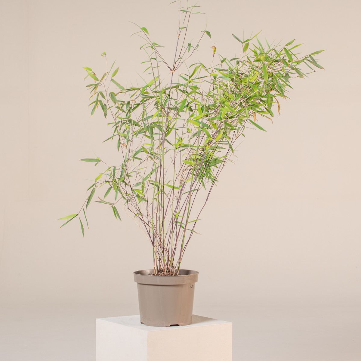 Fargesia nitida 'Winter Joy' - umbrella bamboo | The Palm Centre