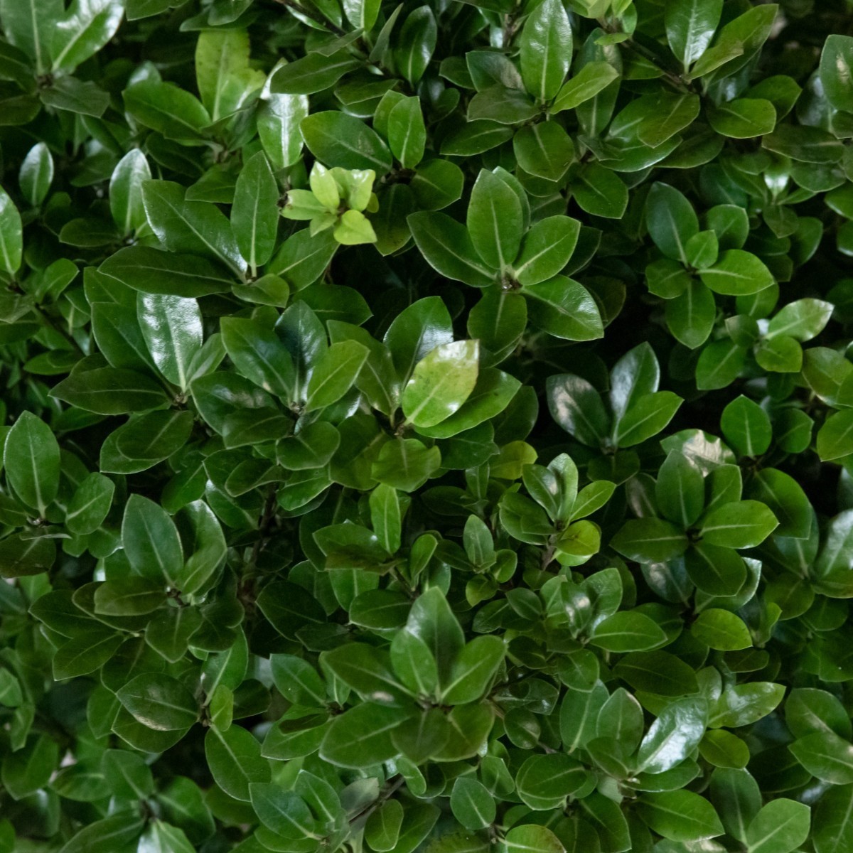 Pittosporum tenuifolium 'Golf Ball'