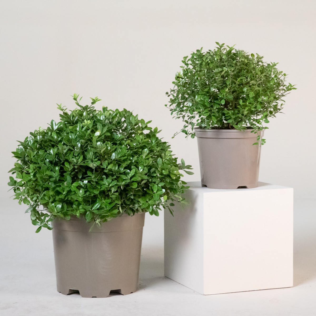 Pittosporum tenuifolium 'Golf Ball'