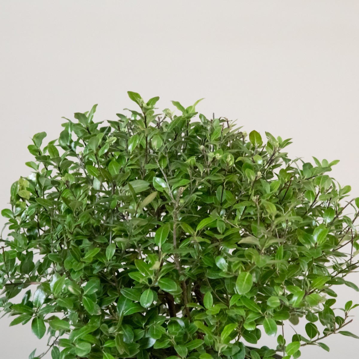 Pittosporum tenuifolium 'Golf Ball'