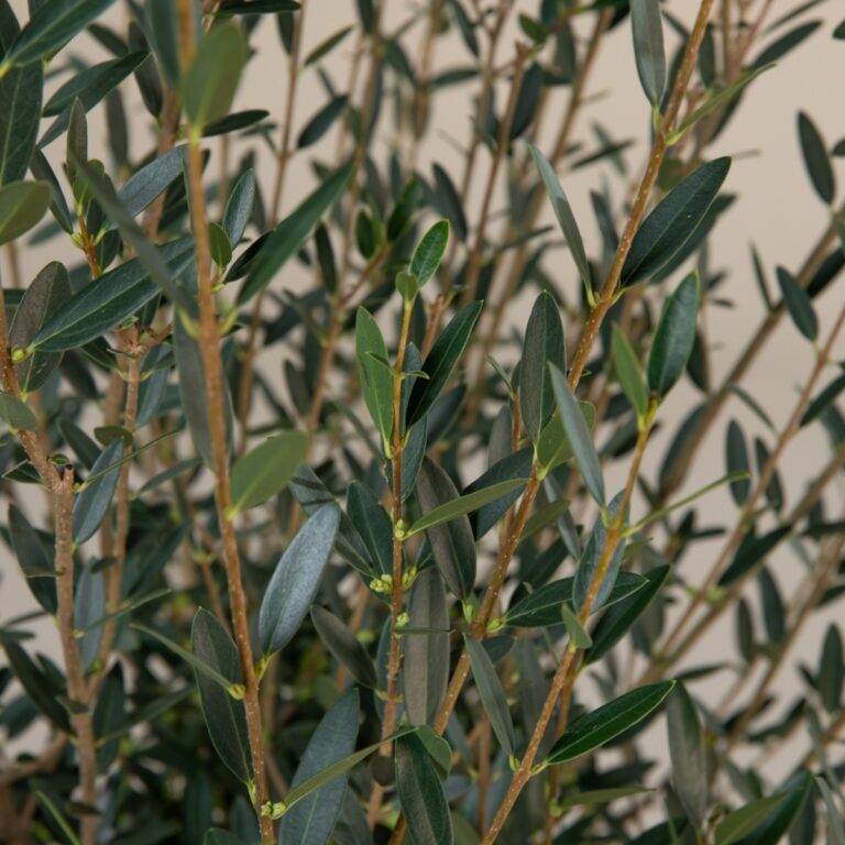 Phillyrea angustifolia