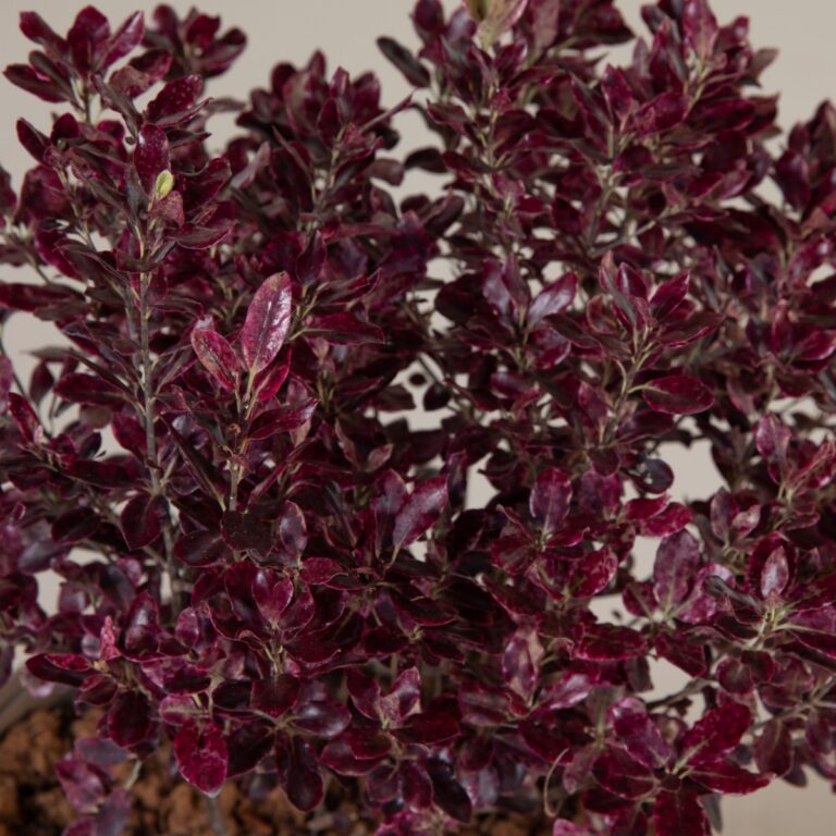 Pittosporum tenuifolium ‘Bannow Bay’