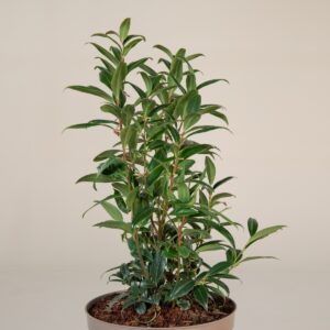 Sarcococca hookeriana 'Winter Gem'