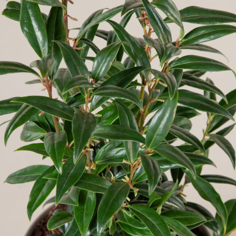 Sarcococca hookeriana 'Winter Gem'