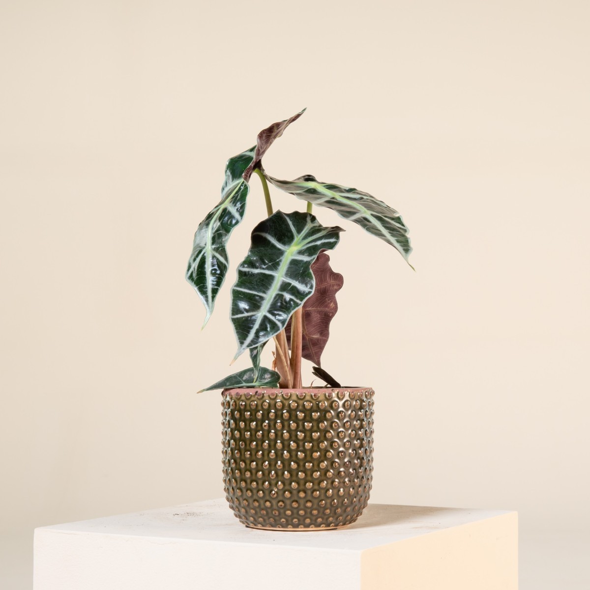 Alocasia x amazonica 'Polly' | The Palm Centre