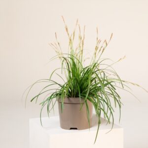 Carex oshimensis 'Everlime'