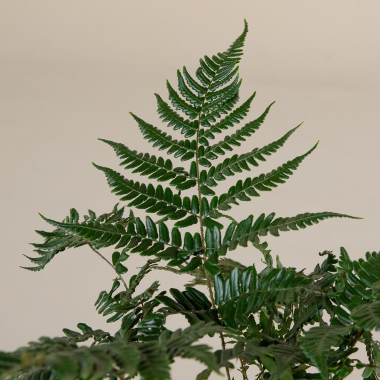 Dryopteris championii
