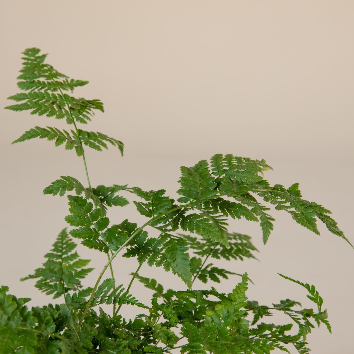 Dryopteris austriaca