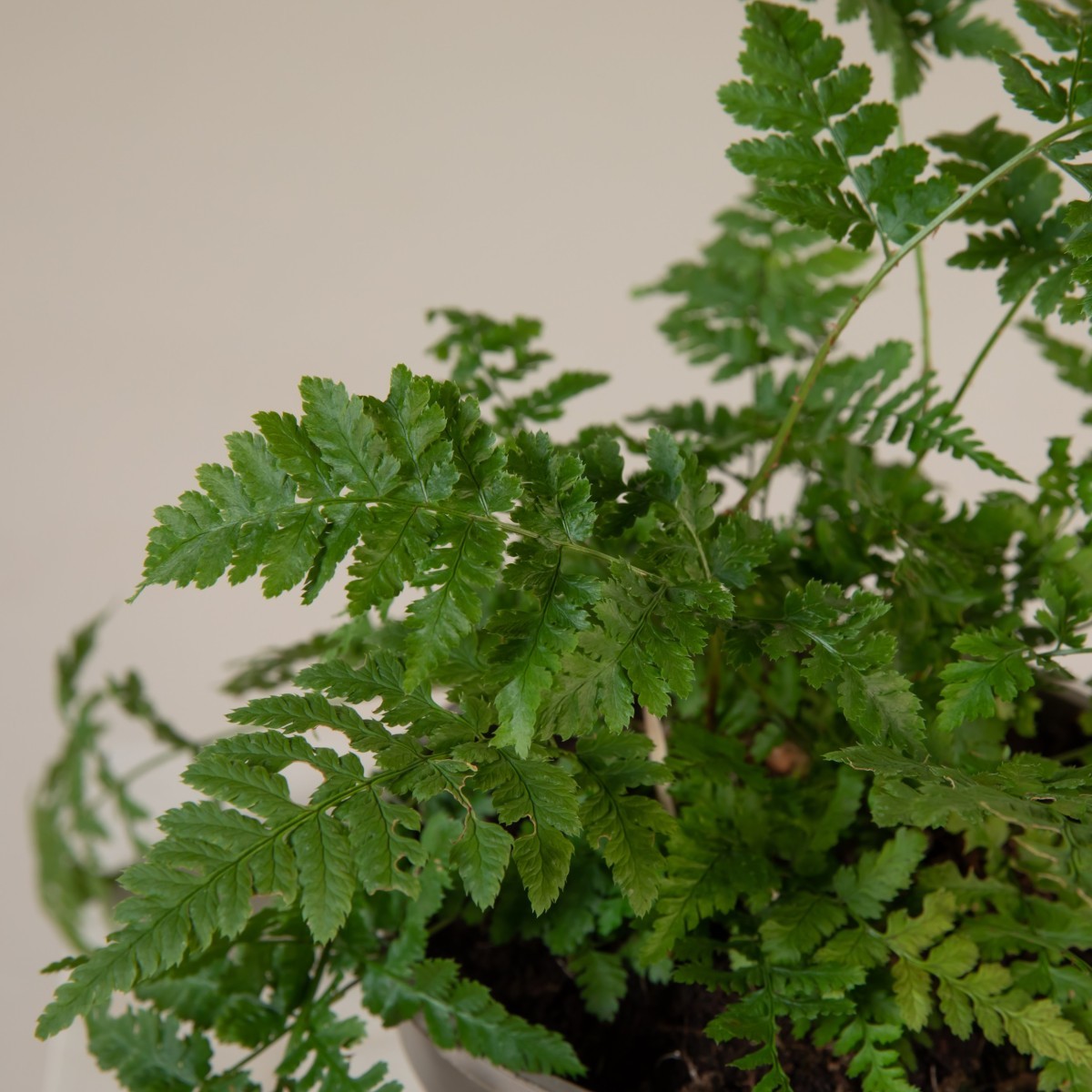 Dryopteris austriaca