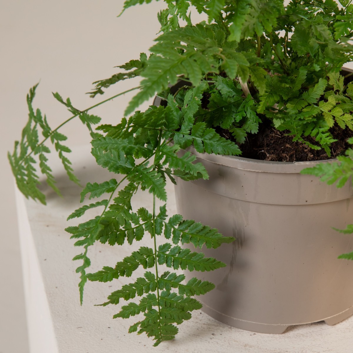 Dryopteris austriaca