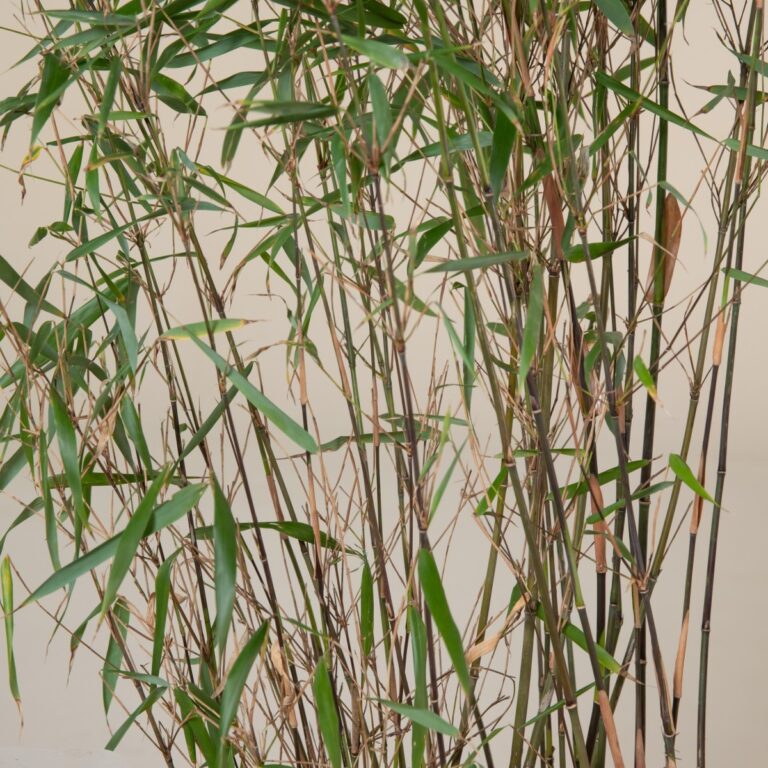Fargesia scabrida 'Asian Wonder'