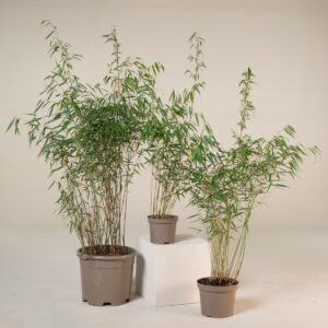 Fargesia scabrida 'Asian Wonder'