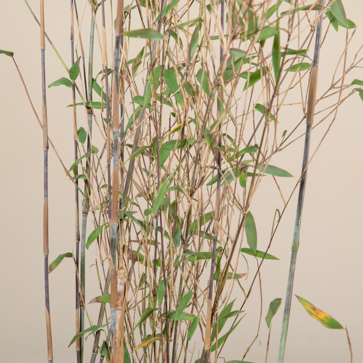 Fargesia demissa 'Gerry' | The Palm Centre