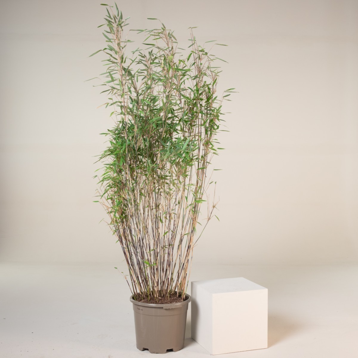 Fargesia nitida 'Gansu 2' | The Palm Centre