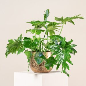 Philodendron ' Xanadu'