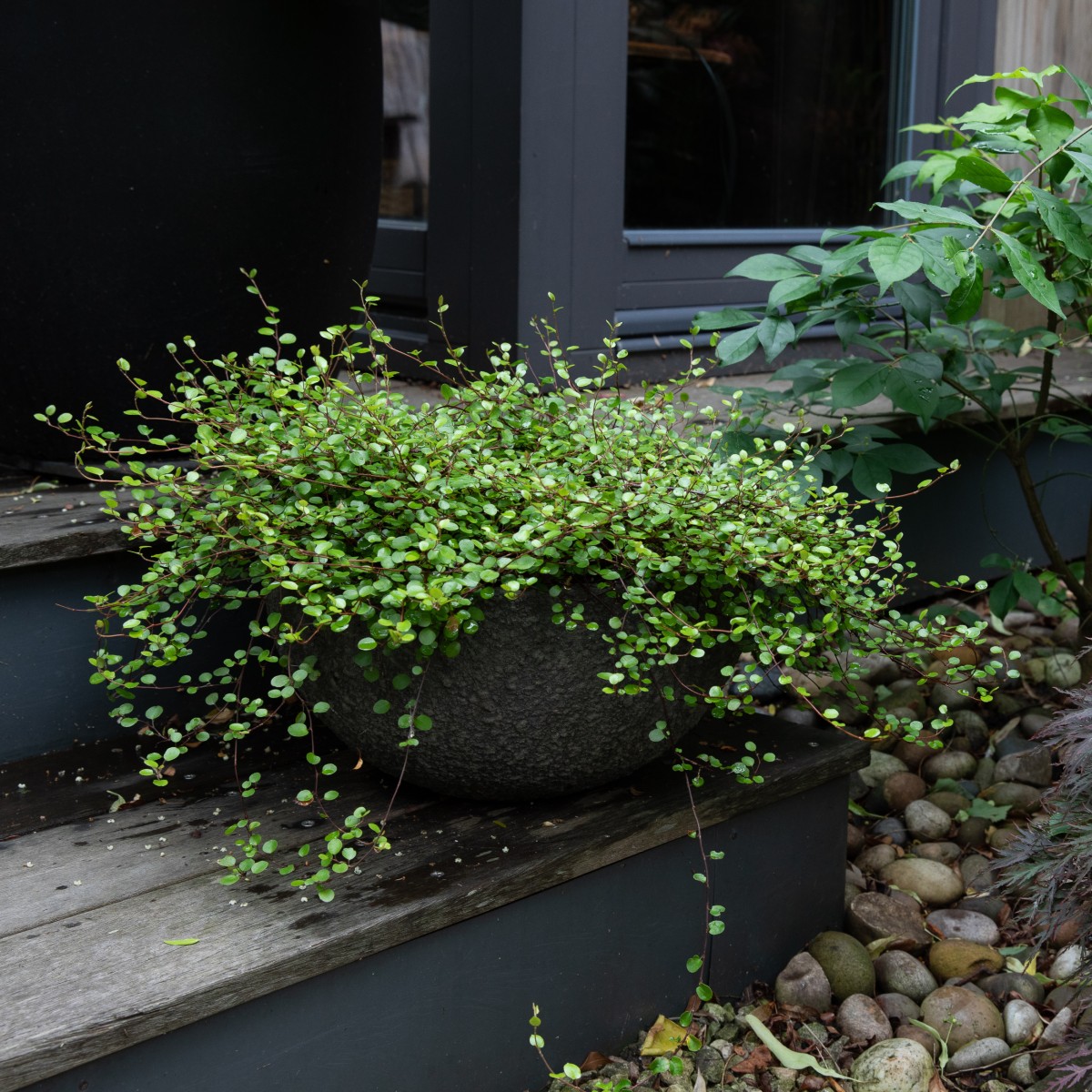 Muehlenbeckia complexa