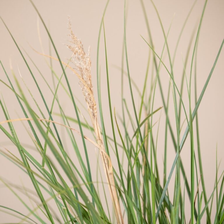 Cortaderia selloana 'Mini Pampas'
