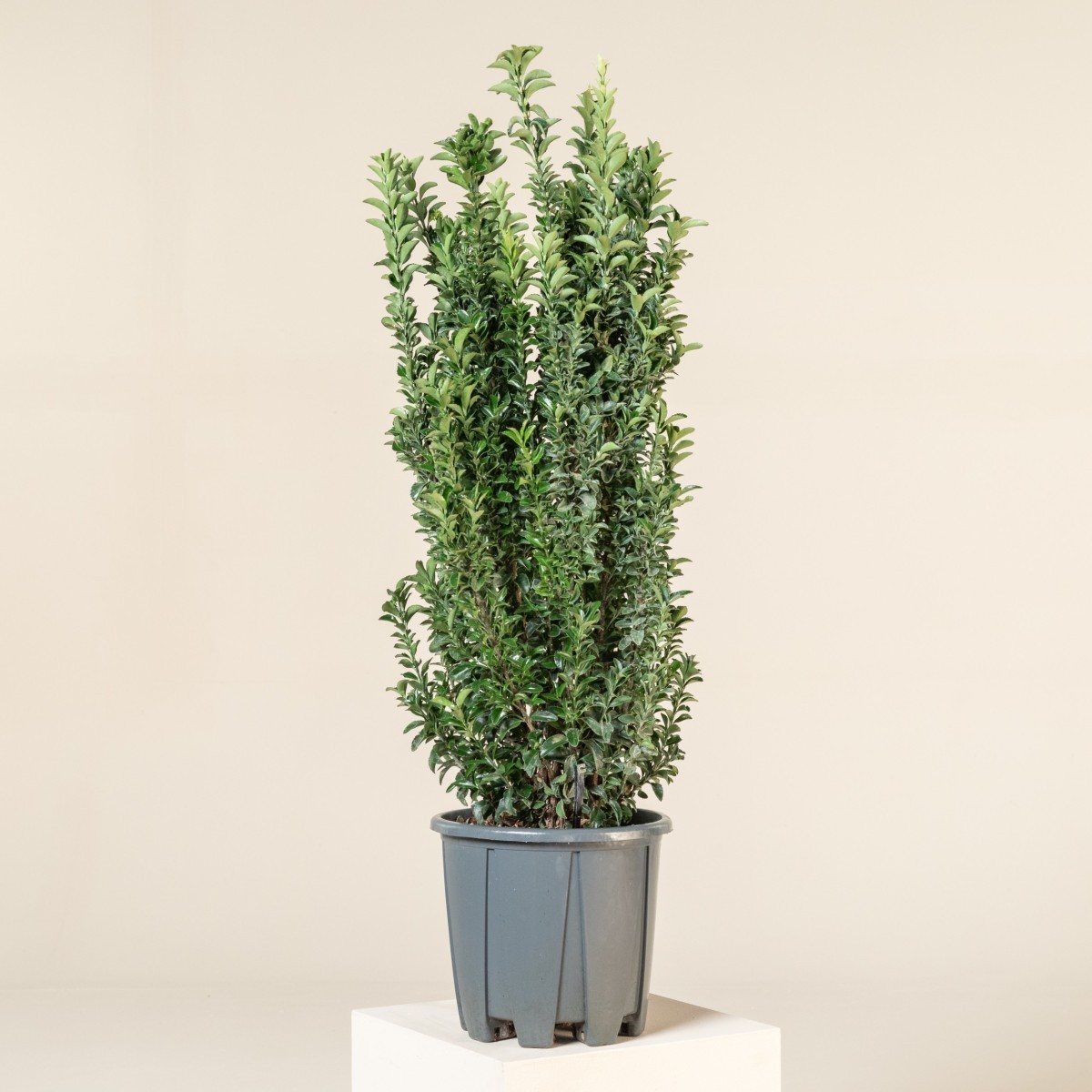 Euonymus japonicus 'Benkomasaki' | The Palm Centre