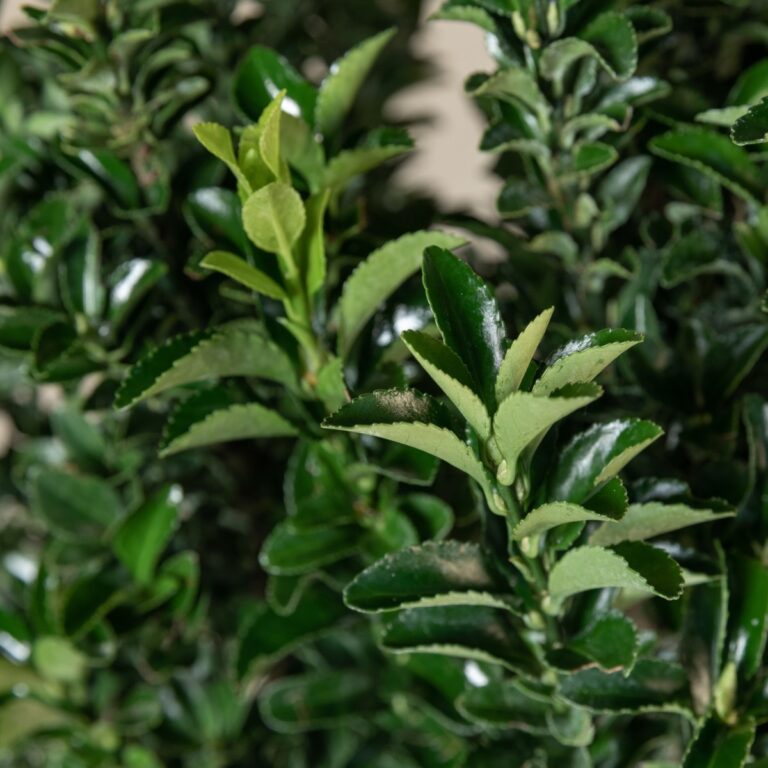 Euonymus japonicus 'Benkomasaki'