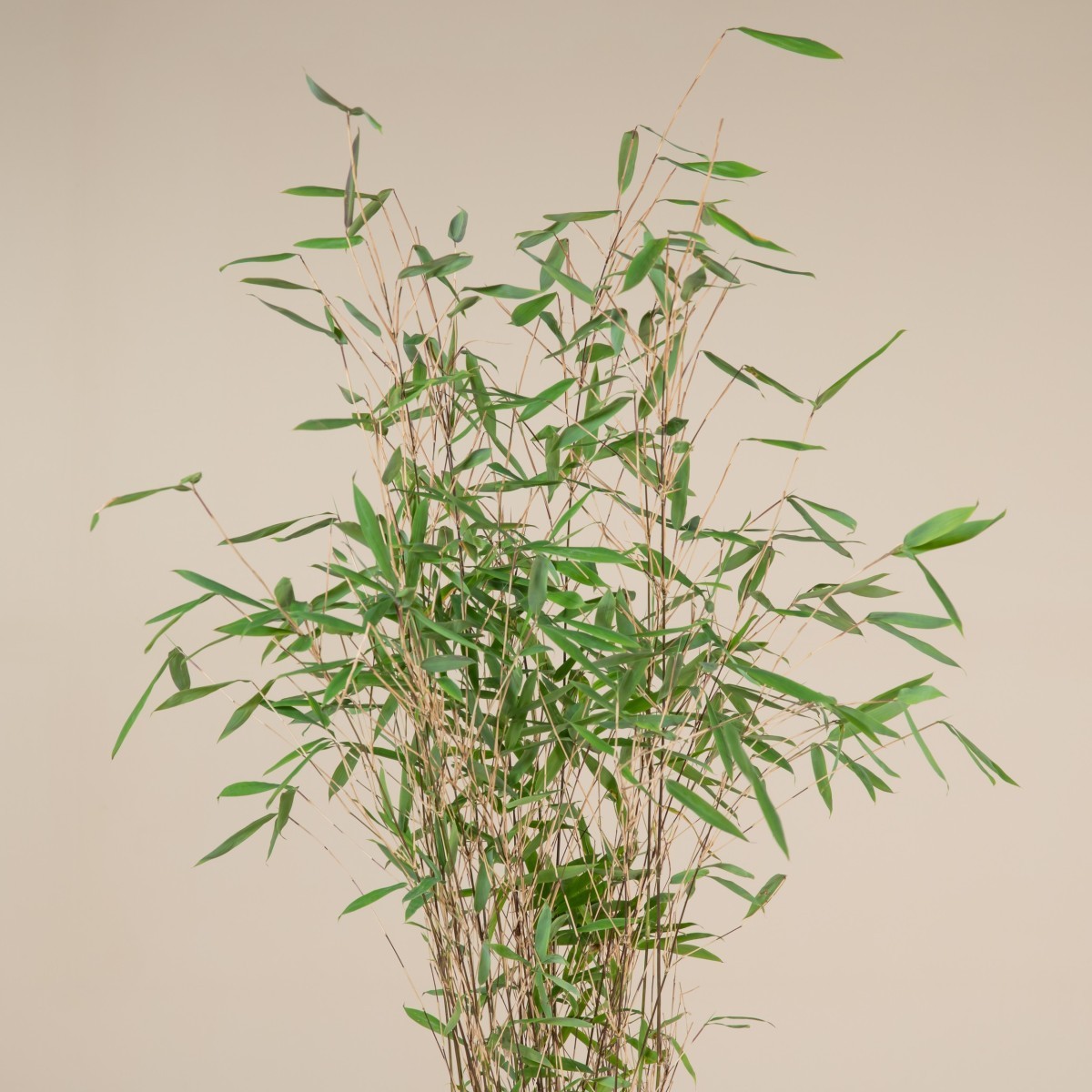 Fargesia nitida 'Winter Joy' - umbrella bamboo | The Palm Centre