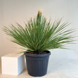 Dasylirion serratifolium