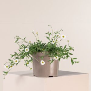 Erigeron karvinskianus 'Profusion'
