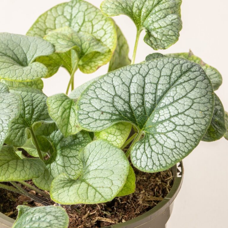 5. Brunnera macrophylla (Siberian Bugloss)