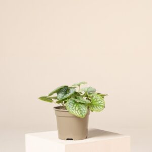 Brunnera macr. 'Jack Frost'