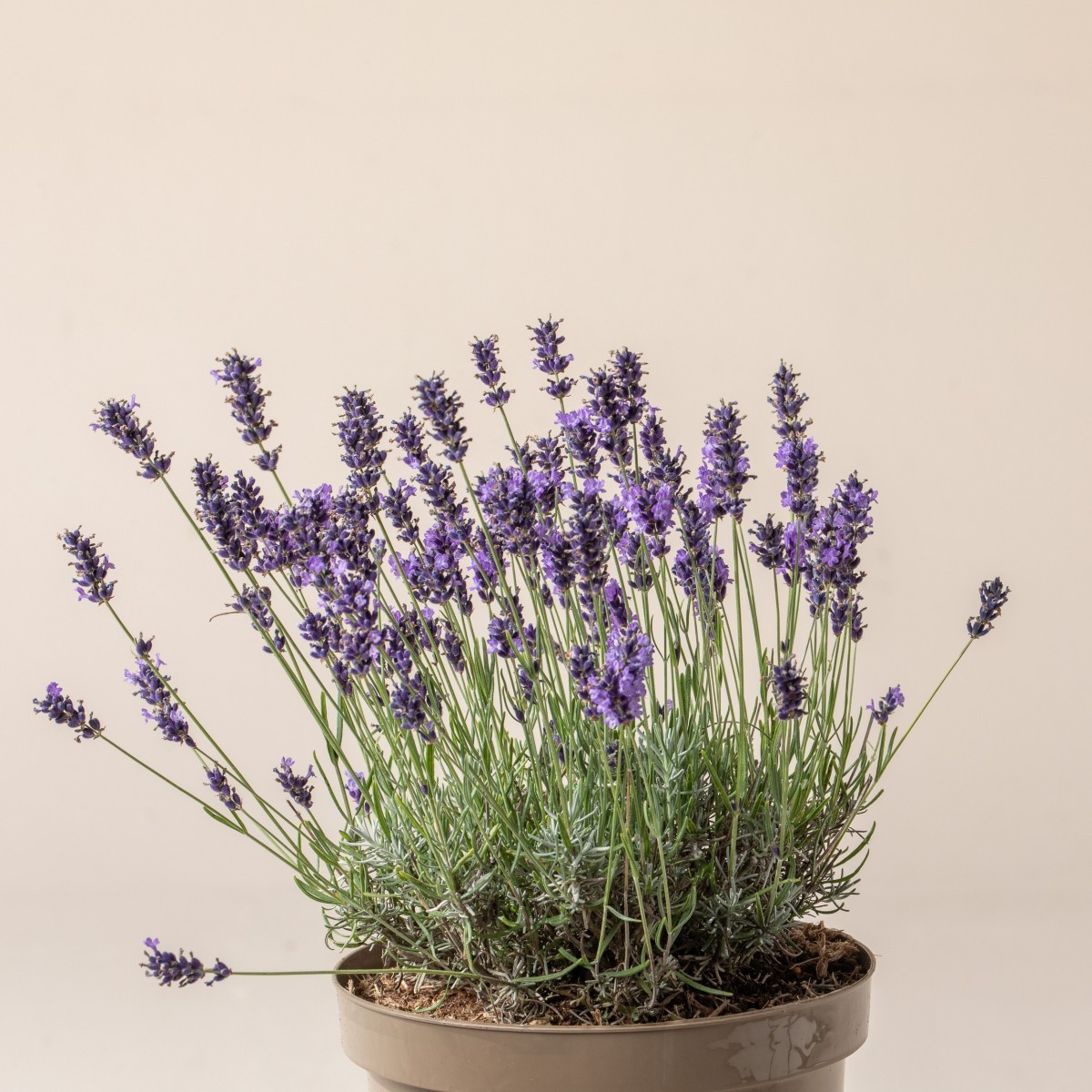 Lavandula 'Imperial Gem'