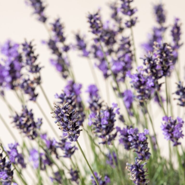 Lavandula 'Imperial Gem'