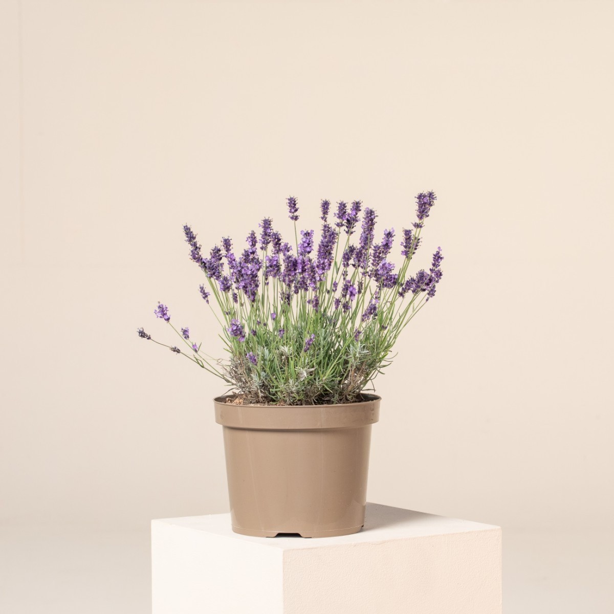 Lavandula 'Imperial Gem'