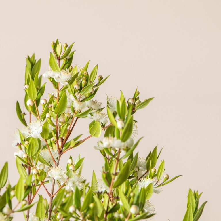 Myrtus communis