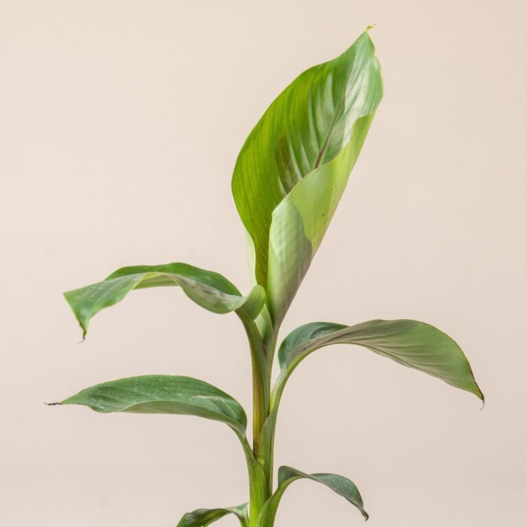 Reported Benefits of Banana Water for Houseplants