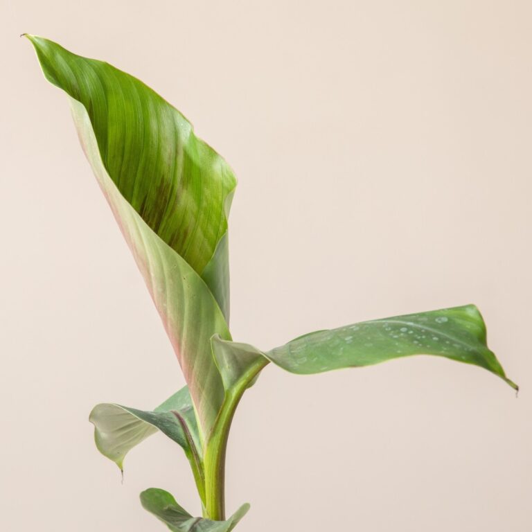 Musa sikkimensis 'Bengal Tiger'