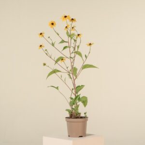 Rudbeckia fulgida 'Goldsturm'