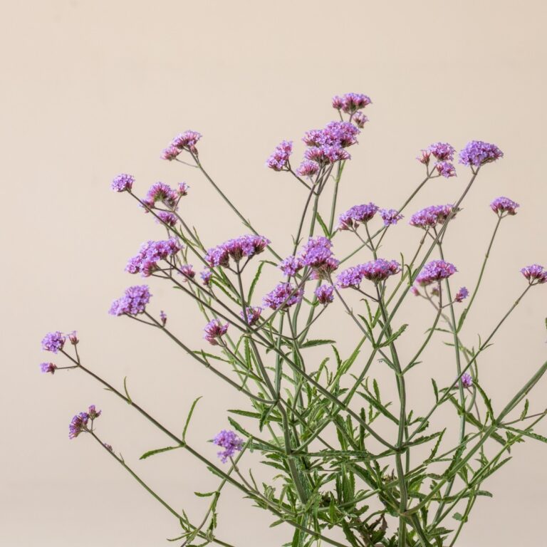 Verbena bonariensis